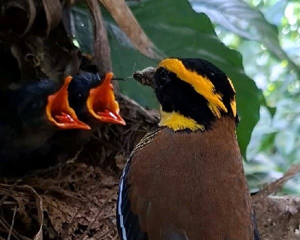Javan Banded Pitta