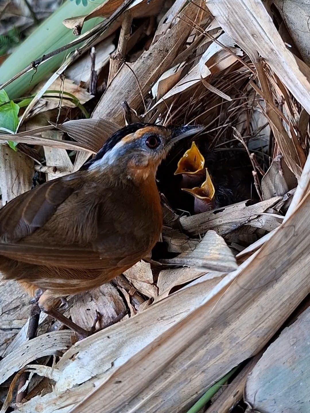 Rufous-browed Babbler / Black-capped Babbler