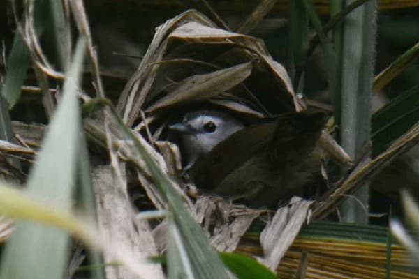 Rufous-browed Babbler / Black-capped Babbler view 3