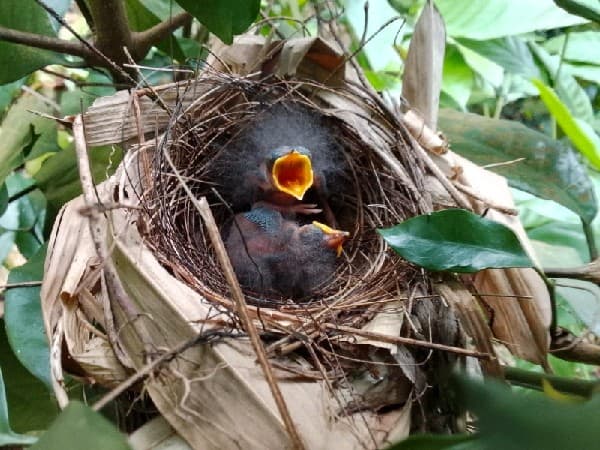 Rufous-browed Babbler / Black-capped Babbler view 2