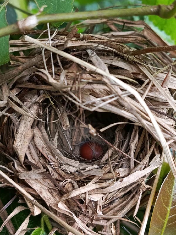 Aberrant Bush-Warbler