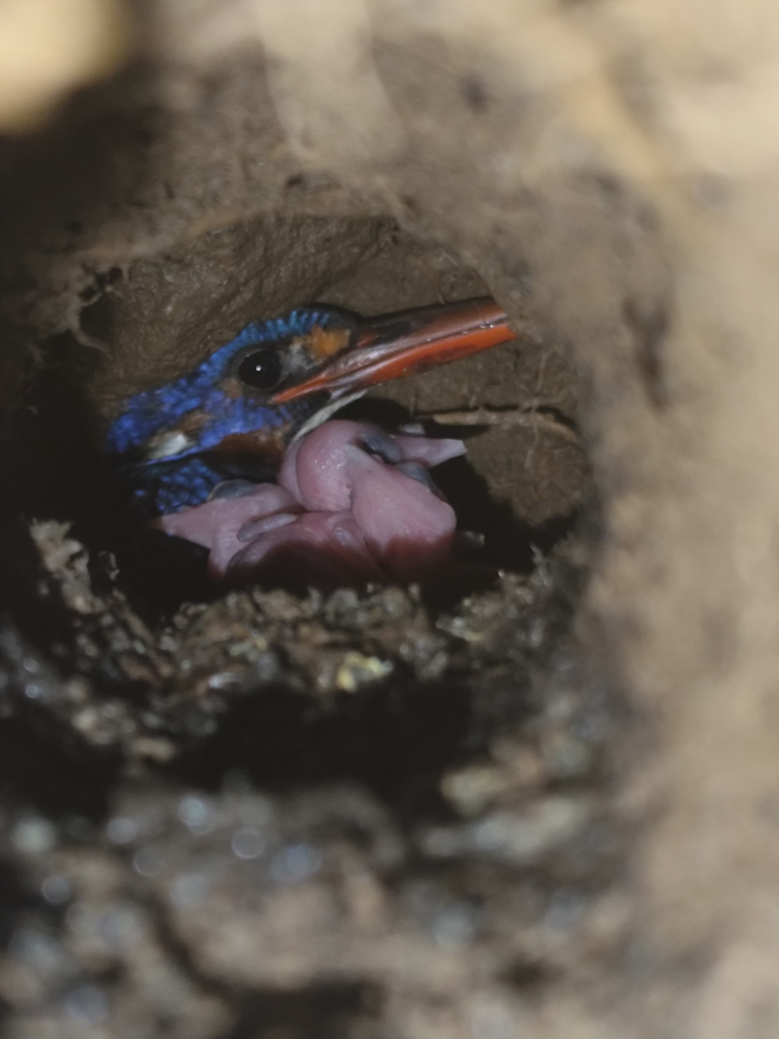 Blue-eared Kingfisher