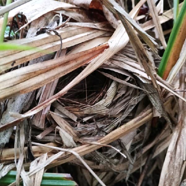 Crescent-chested Babbler