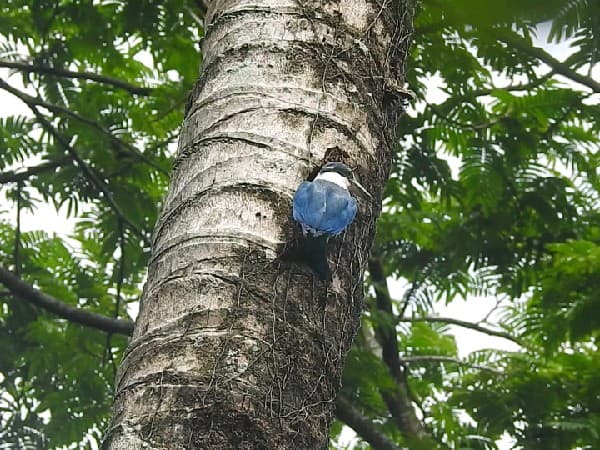 Collared Kingfisher