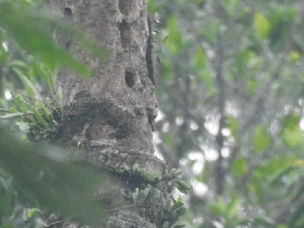 Collared Kingfisher view 2