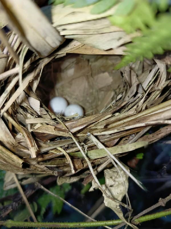 Crescent-chested Babbler view 4