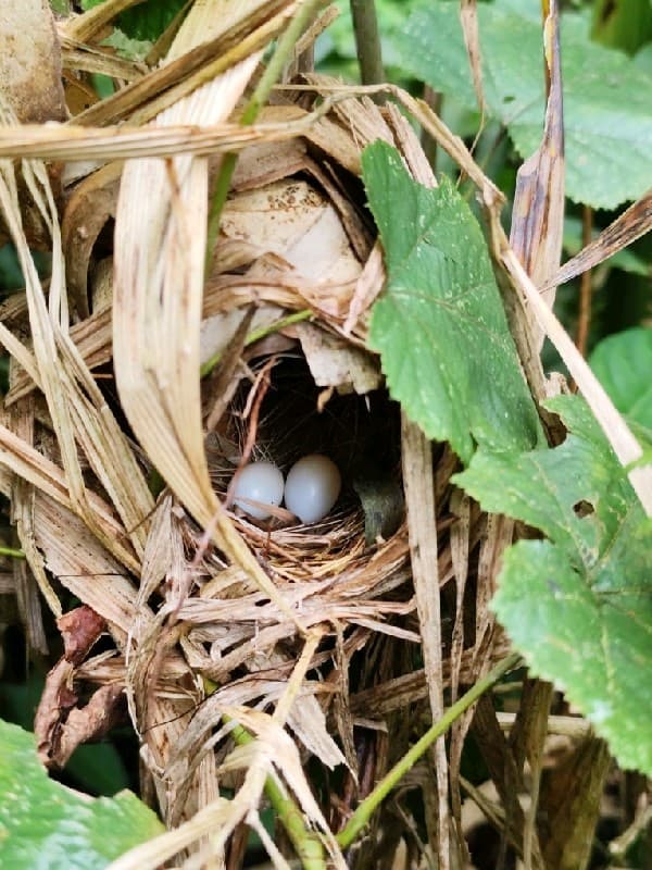 Crescent-chested Babbler view 2