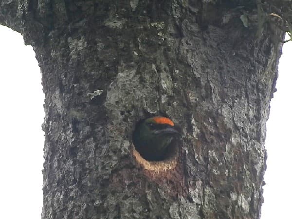 Flame-fronted Barbet view 2
