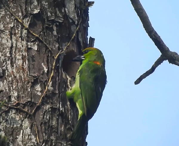 Flame-fronted Barbet view 3