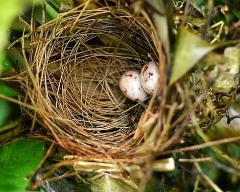 Horsfield's Babbler