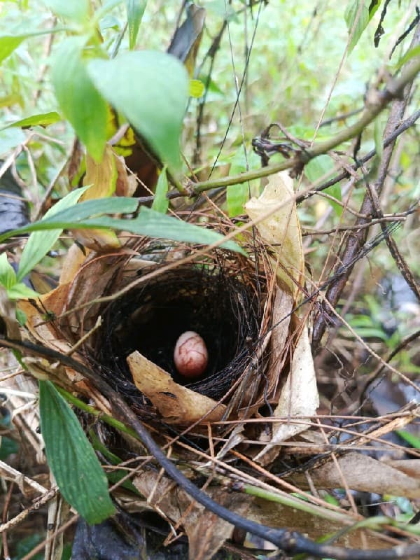 Horsfield's Babbler view 2