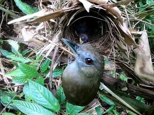 Horsfield's Babbler view 3