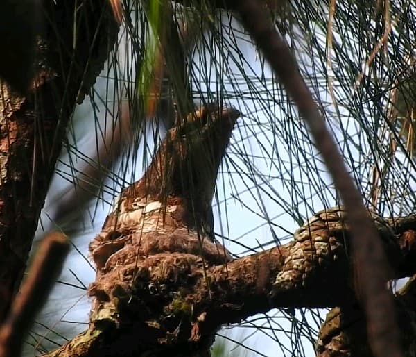 Javan Frogmouth