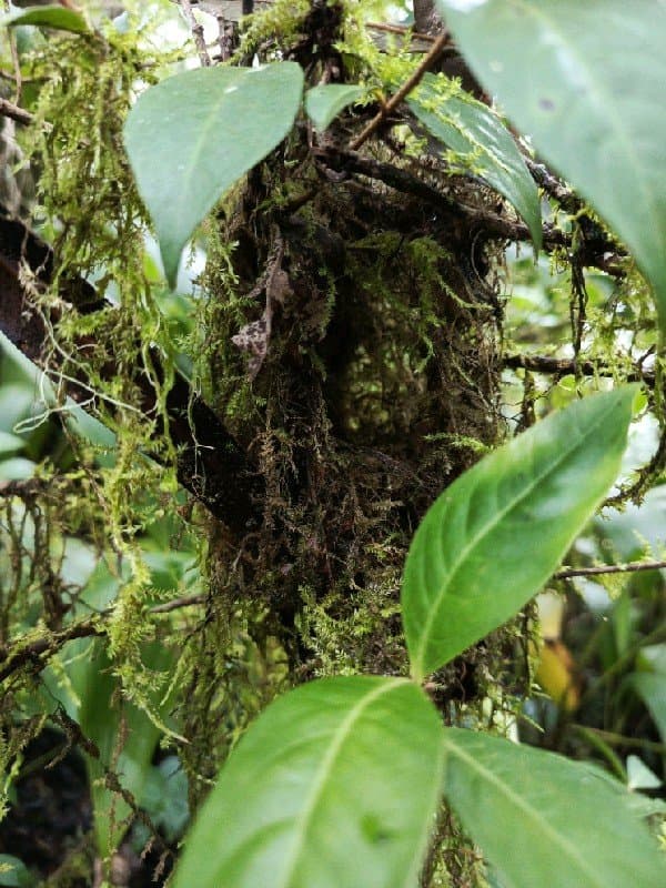 Pygmy Cupwing